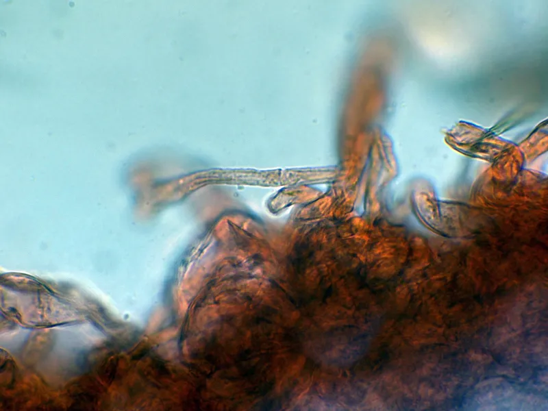 Amanita arenicola 10 - Suprapellis-003